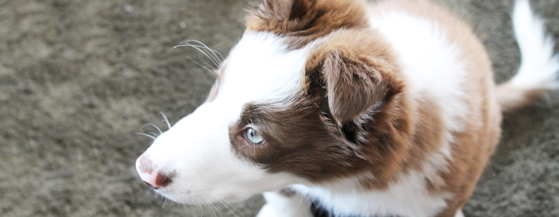 Puppy with brown and white fur and bright grey eyes looking at something.