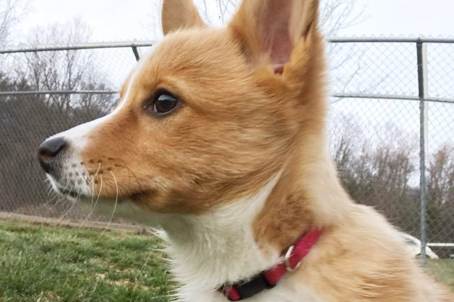 Corgi puppy looking at something intently.