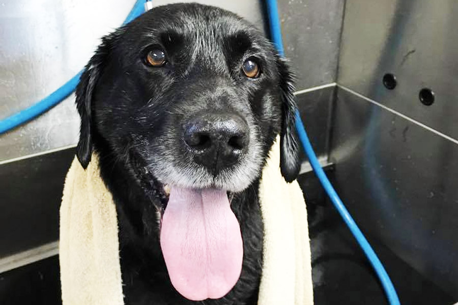 Black lab happy after being bathed.