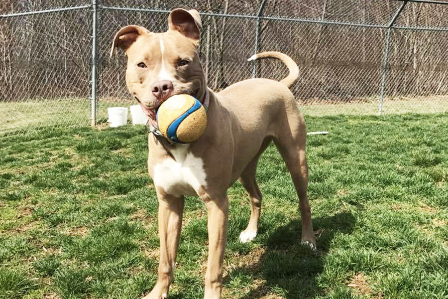 Pitbull puppy holding a tennis ball.