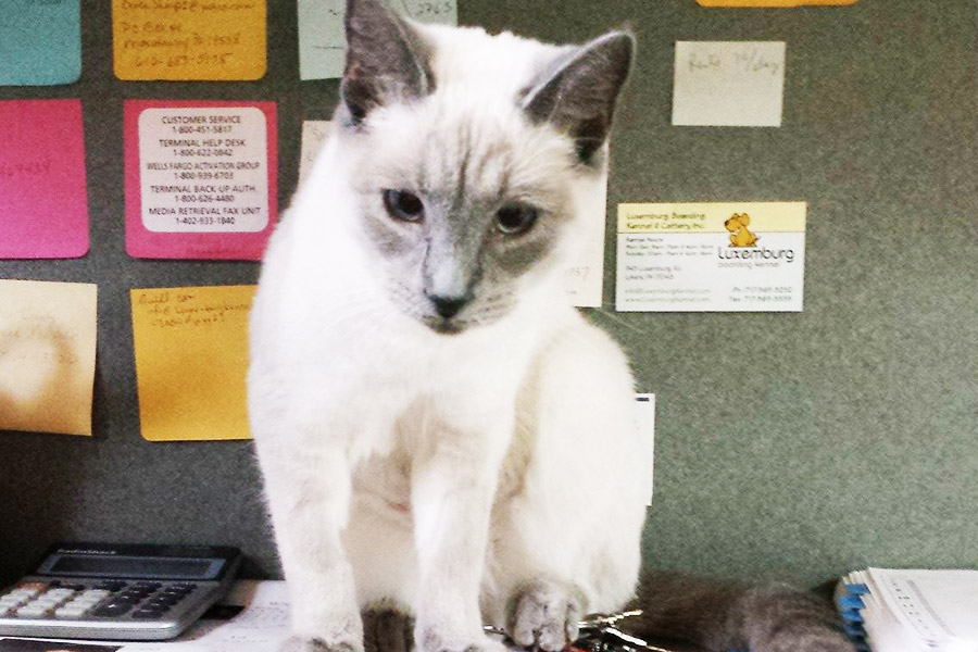 White cat with grey face and ears sitting on a desk.