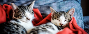 Two kittens sleeping next to each other on a red blanket.
