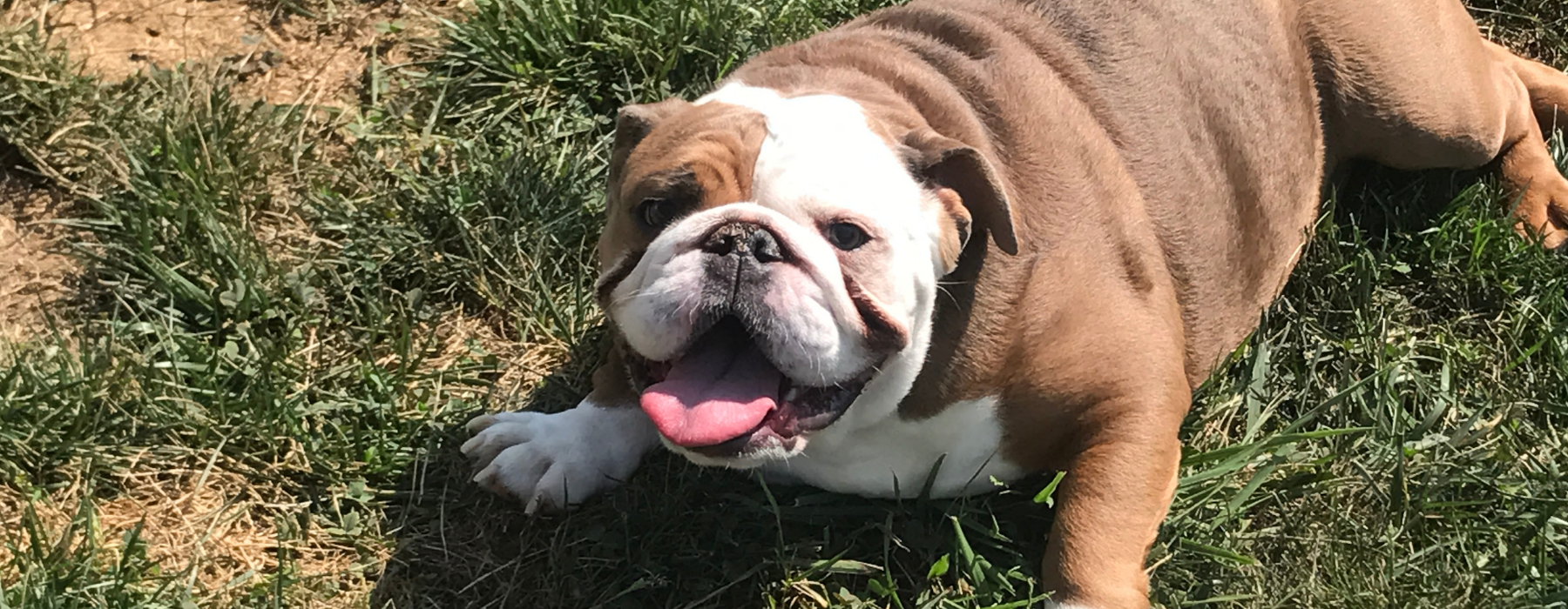 Happy bulldog laying on grass.