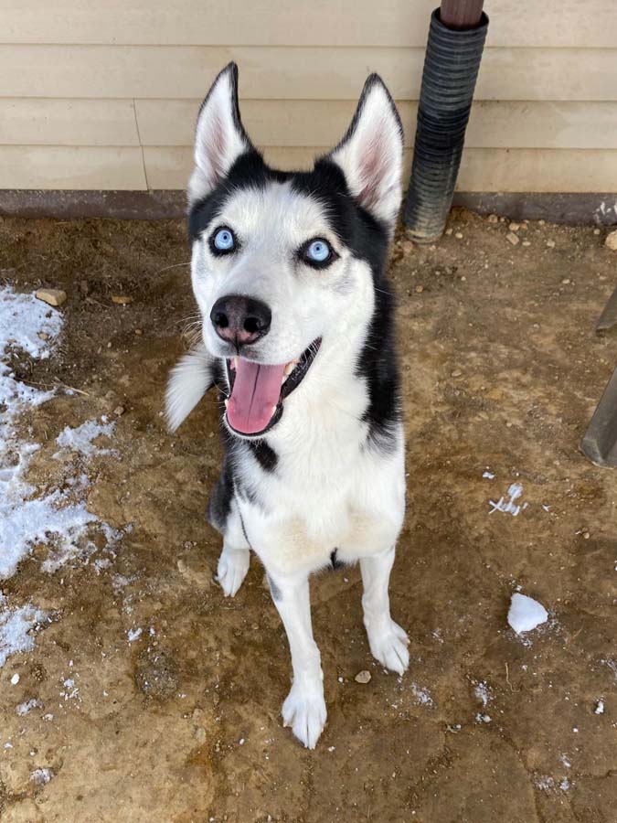 Kennel in Lykens, PA | Luxemburg Pet Resort