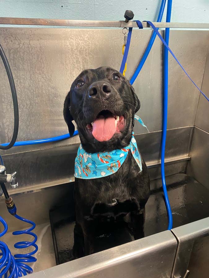 Pet Boarding in Lykens, PA | Luxemburg Pet Resort