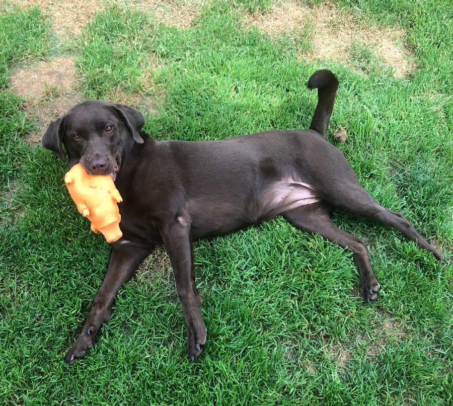 Pet laying down on grass in Lykens, PA | Luxemburg Pet Resort